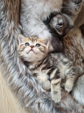 Image 16 of Full British short-haired kittens