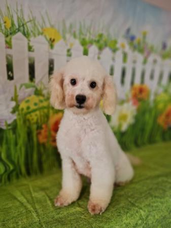 Image 8 of TOY POODLE PUPPIES FOR SALE