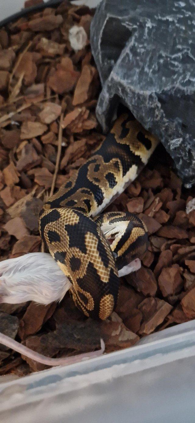 Preview of the first image of 1.5 year old Leapord ball python..