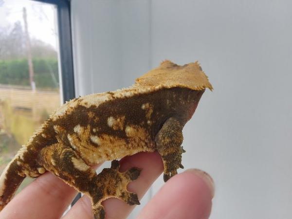 Image 5 of Big Chonky Male Crested Gecko