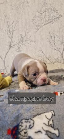 Image 1 of Kc registrated Boston terrier puppies