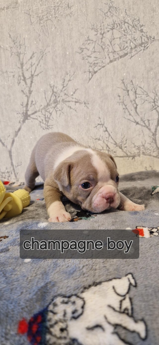 Preview of the first image of Kc registrated Boston terrier puppies.