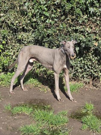Image 1 of GREYHOUND EX RACER REQUIRES RETIREMENT HOME