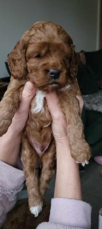 Image 3 of Top cockerpoo puppies girls and boys available