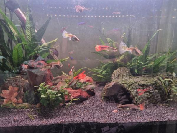 Image 1 of Healthy Guppy fry, males & Female for sale!