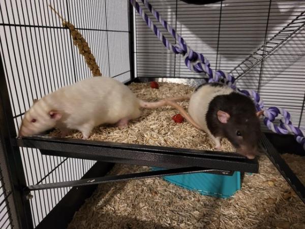 Image 3 of 2 gorgeous dumbo male rats needing a new home