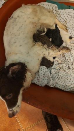 Image 11 of Springer spaniel puppies for sale!