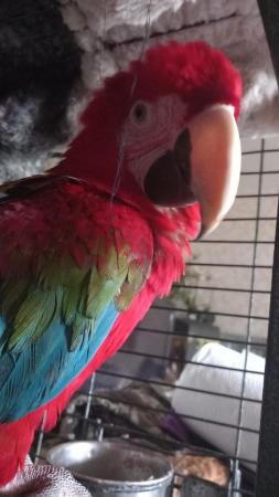 Image 1 of WantedUnwanted or problem parrots rehomed/Yorkshi