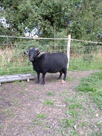 Image 1 of Black Welsh crossbred Ram 4yr old