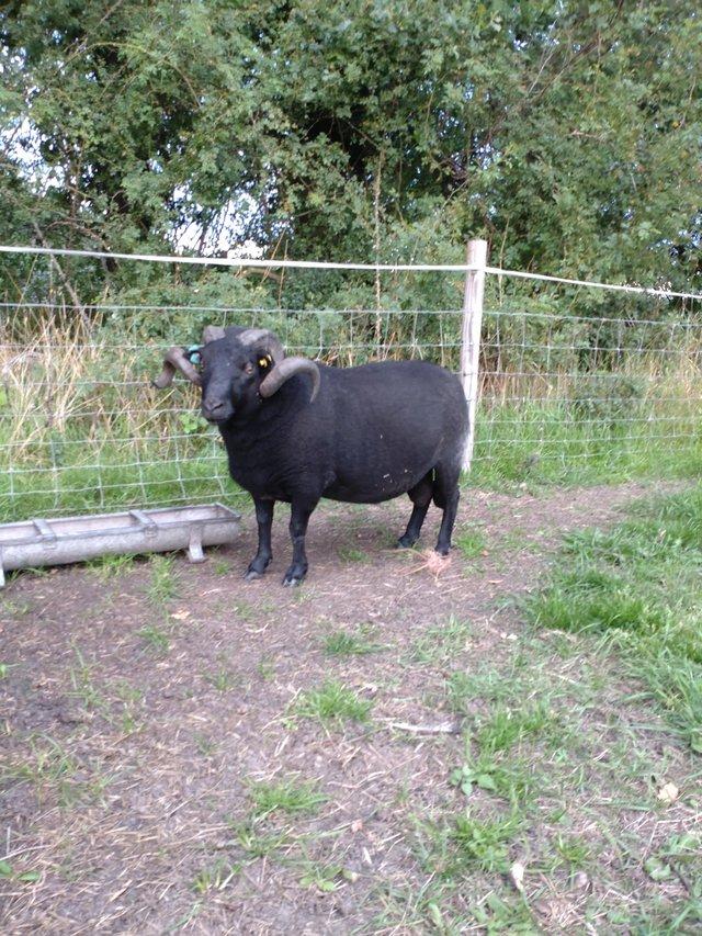 Preview of the first image of Black Welsh crossbred Ram 4yr old.