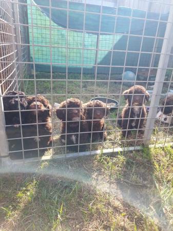 Image 16 of F1b toy jackapoo puppies ready this may bank holiday weekend