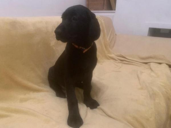 Image 13 of KC Registered Health Tested Parents Labrador Puppies