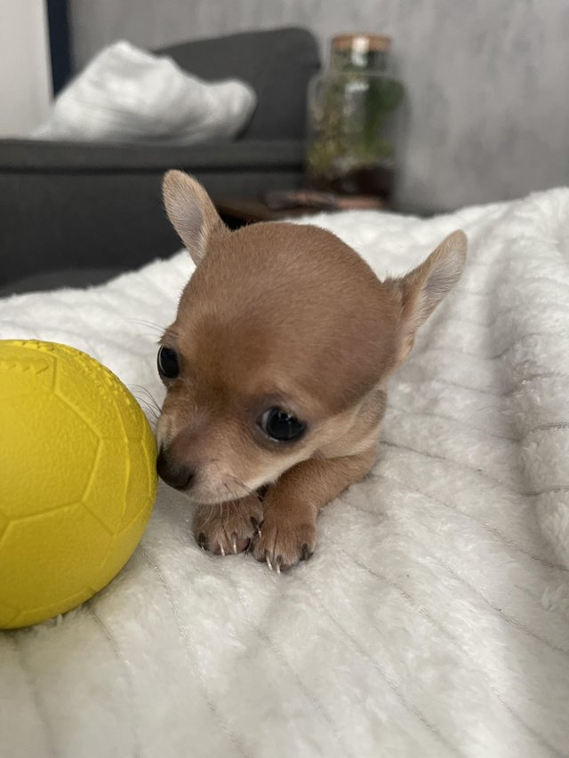 Preview of the first image of Chihuahua puppy for sale girl.