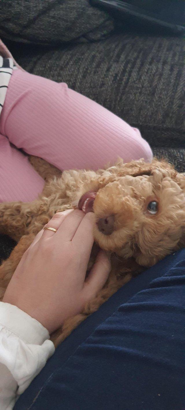 Preview of the first image of Loving home wanting a cockapoo.