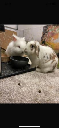 Image 2 of Mini Lionhead Male Rabbit