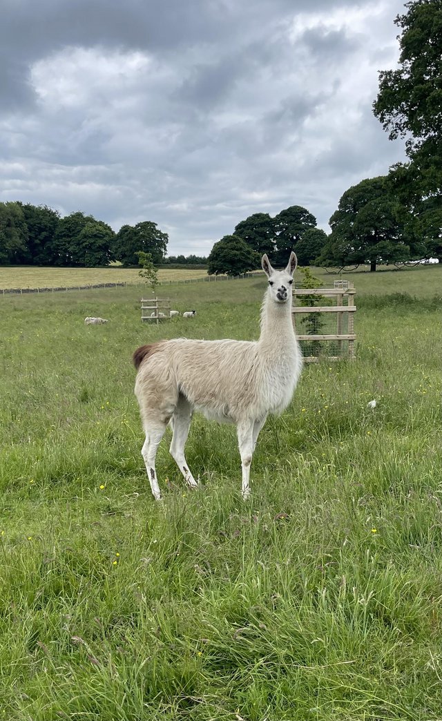 Preview of the first image of For sale female Llama £450 ono.