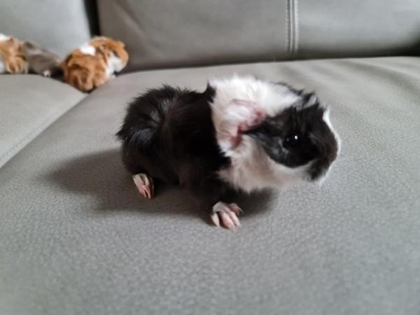 Image 3 of Male Guinea pig for sale