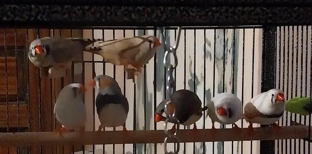 Image 5 of 7 Zebra Finches plus 2 Cages & all accessories (will split)