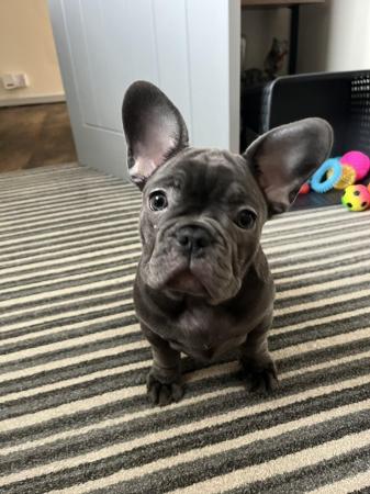 Image 1 of French bulldogs needing new home