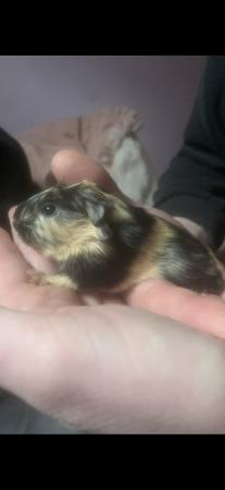 Image 7 of beautiful young male guinea pigs