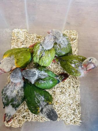 Image 3 of Hand reared baby conures for sale