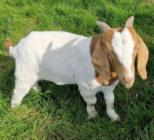 Image 3 of 4 months old pure bred boer billy