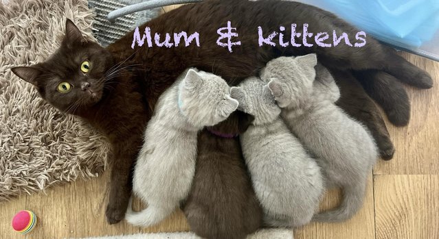 Image 2 of Beautiful British Shorthair kittens readyfor kind homes.