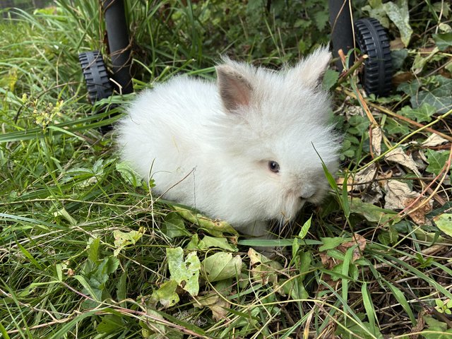 Last little boy lionhead baby