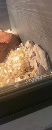 Image 1 of Female Boa constrictor for sale