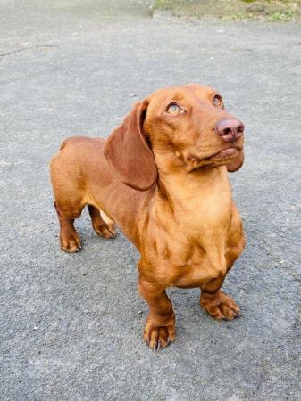 Image 1 of Miniature Smooth Haired Dachshund FOR STUD