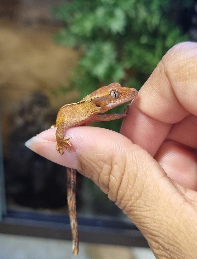 Preview of the first image of Beautiful baby Crested Geckos! Only 2 LEFT.