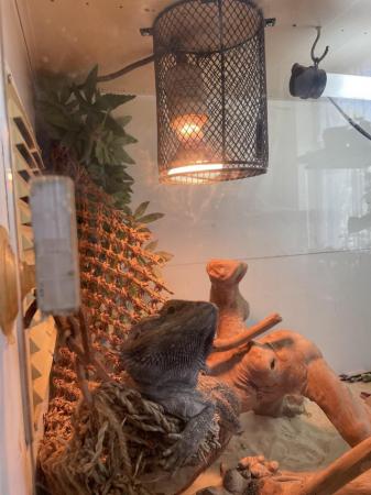 Image 4 of Male bearded dragon all equipment including