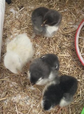 Image 5 of COPPER MARAN HATCHING EGGS & DAY OLD CHICKS AVAILABLE