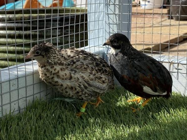 Image 2 of Chinese painted quail (button quail)