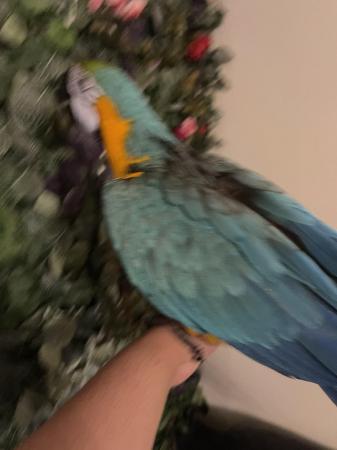 Image 4 of RESERVED Male Tame And Talking Blue And Gold Macaw
