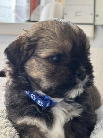 Image 2 of 5 week old Scih Tzu puppies for sale