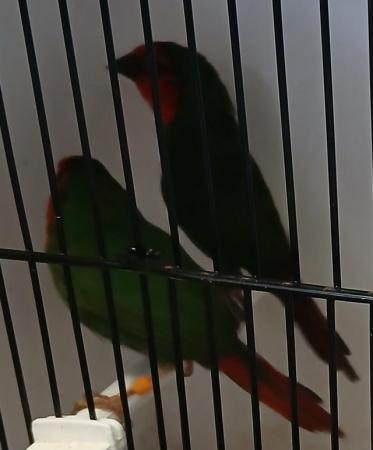 Image 1 of Finches Red-throated parrotfinchs