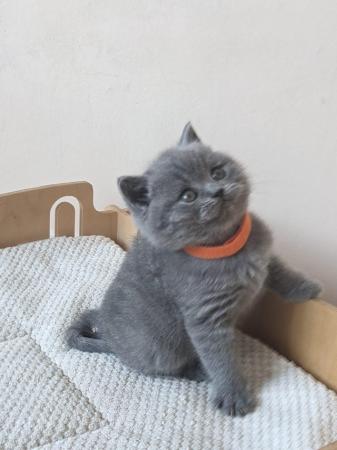 Image 15 of Amazing British Shorthair Blue registered kittens