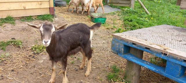 Image 2 of Female and wether goat kids for sale