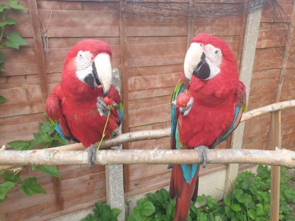 Image 3 of Greenwing macaws bonded breeding pair DNA tested