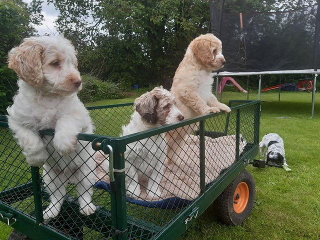 Preview of the first image of COCKAPOO PUPPIES TOP QUALITY..