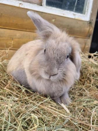 Image 2 of Handsome 3 year old male mini lop cross