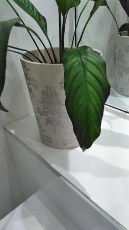 Image 2 of Lilly of the Valley plant in a large cream ceramic pot .