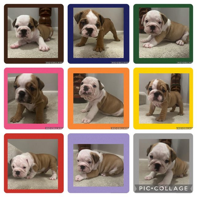 Preview of the first image of Bulldog Puppies Ready 28th March.