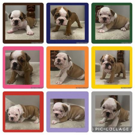 Image 1 of Bulldog Puppies Ready 28th March