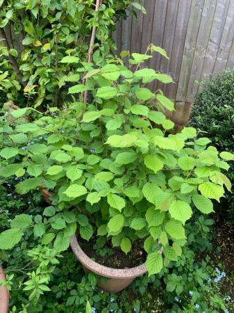Image 2 of 50” high healthy Witch Hazel bush/plant in planter