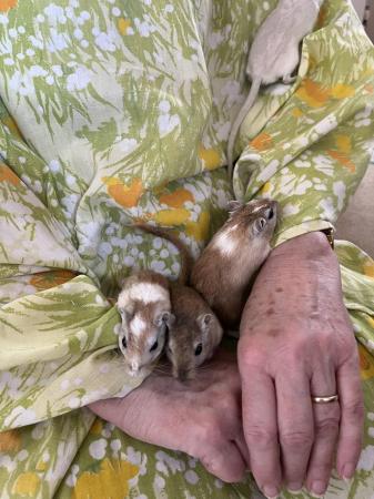 Image 10 of Male Gerbils *Available*