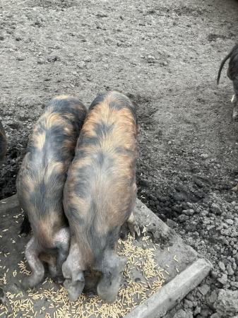 Image 2 of OSB Oxford Sandy & Black pigs