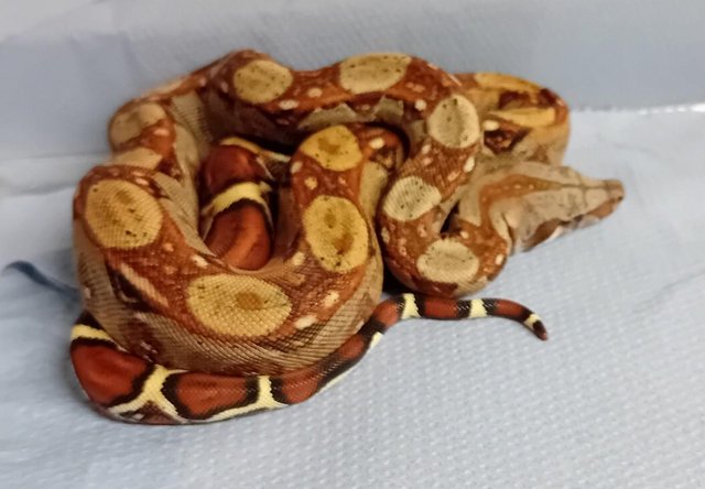 Preview of the first image of Bci Hypo Het BEA Boa constrictor.