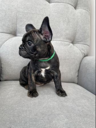 Image 3 of *Price Reduced* 12week old French Bulldog brindle puppies